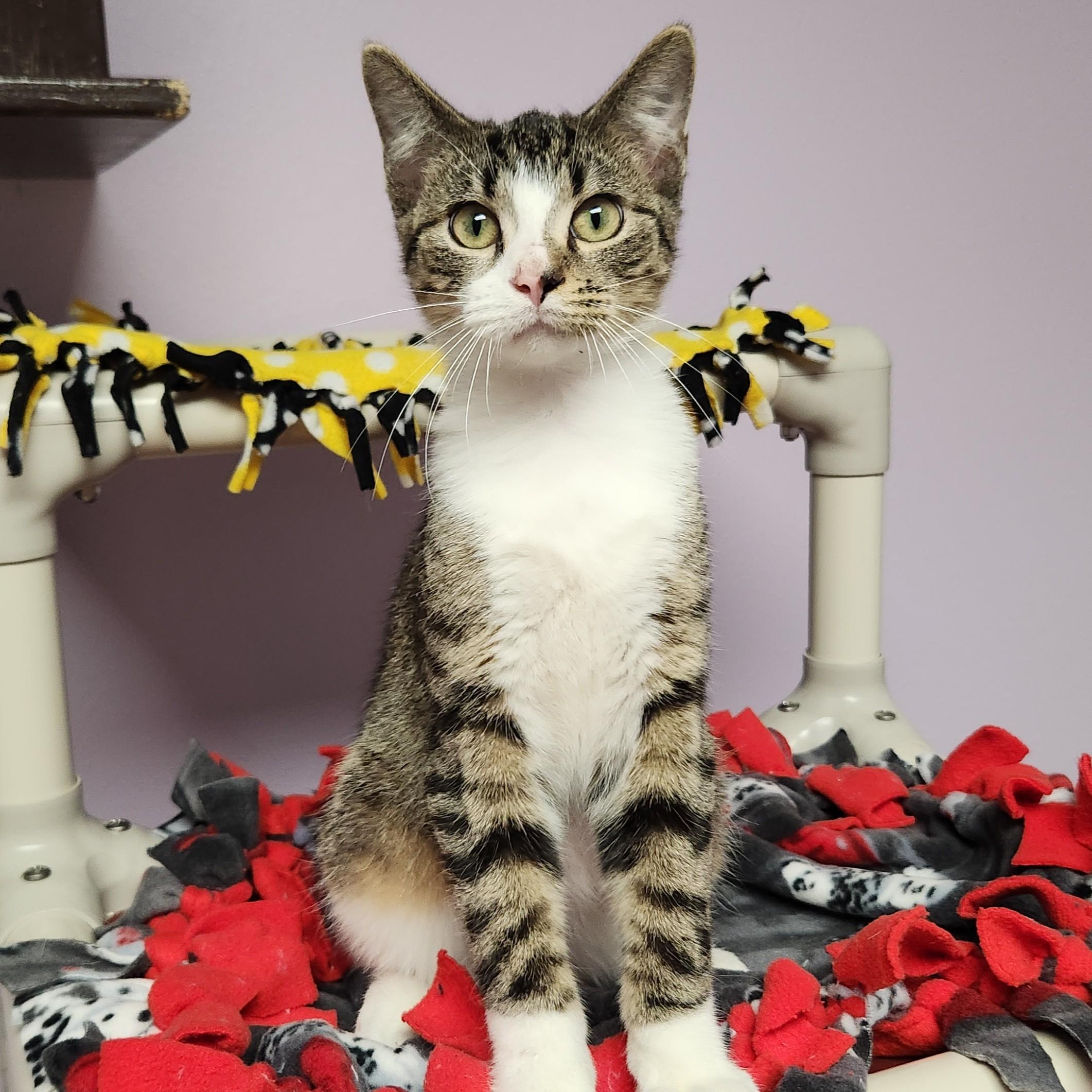 Enlarge Decibel, a Adoptable Domestic Short Hair in Marshfield, WI image 4/6