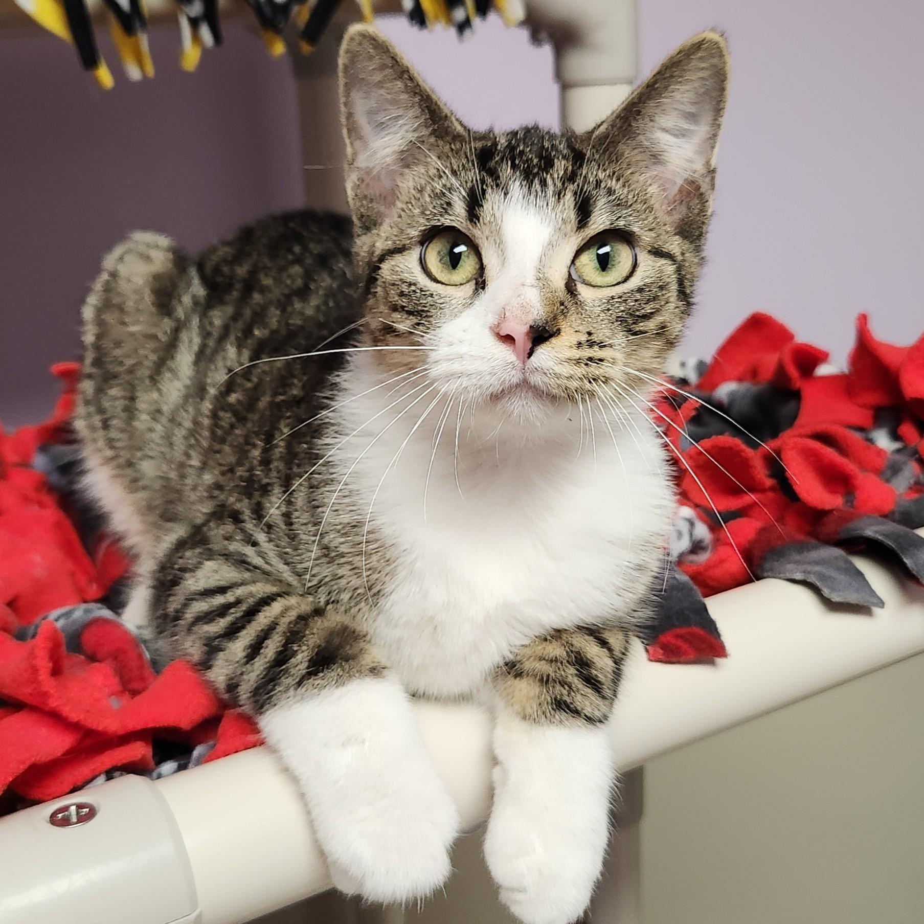 Enlarge Decibel, a Adoptable Domestic Short Hair in Marshfield, WI image 3/6