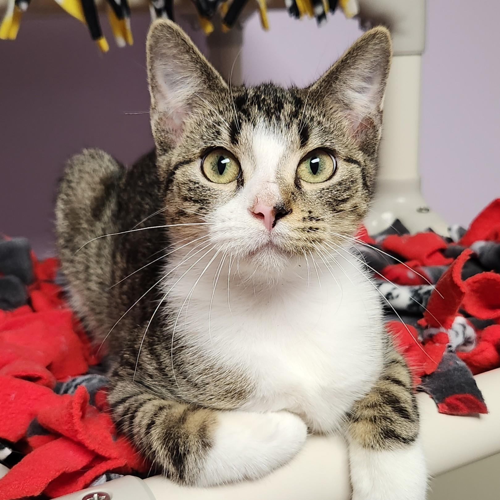 Enlarge Decibel, a Adoptable Domestic Short Hair in Marshfield, WI image 5/6