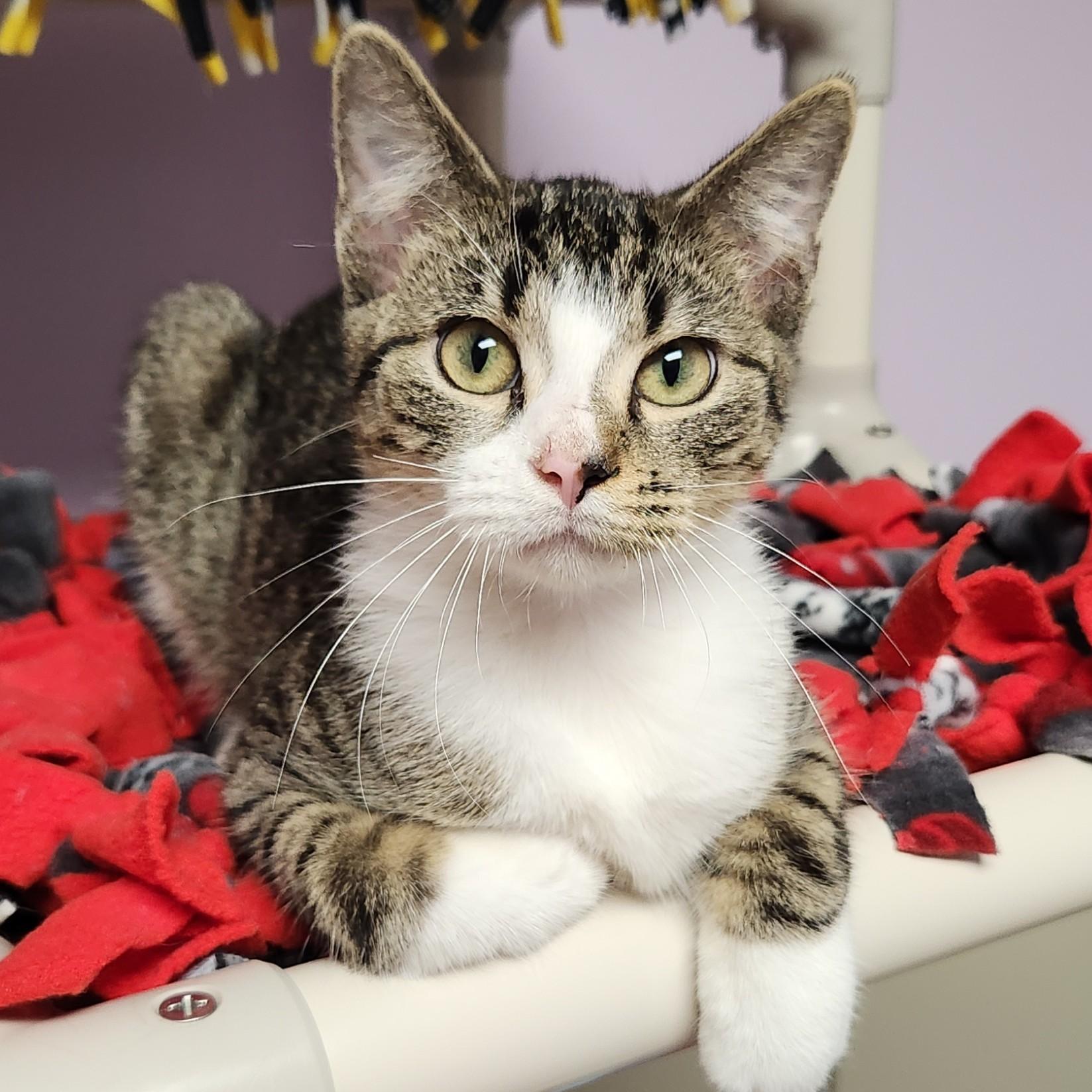 Decibel, Adoptable, Young Male Domestic Short Hair.