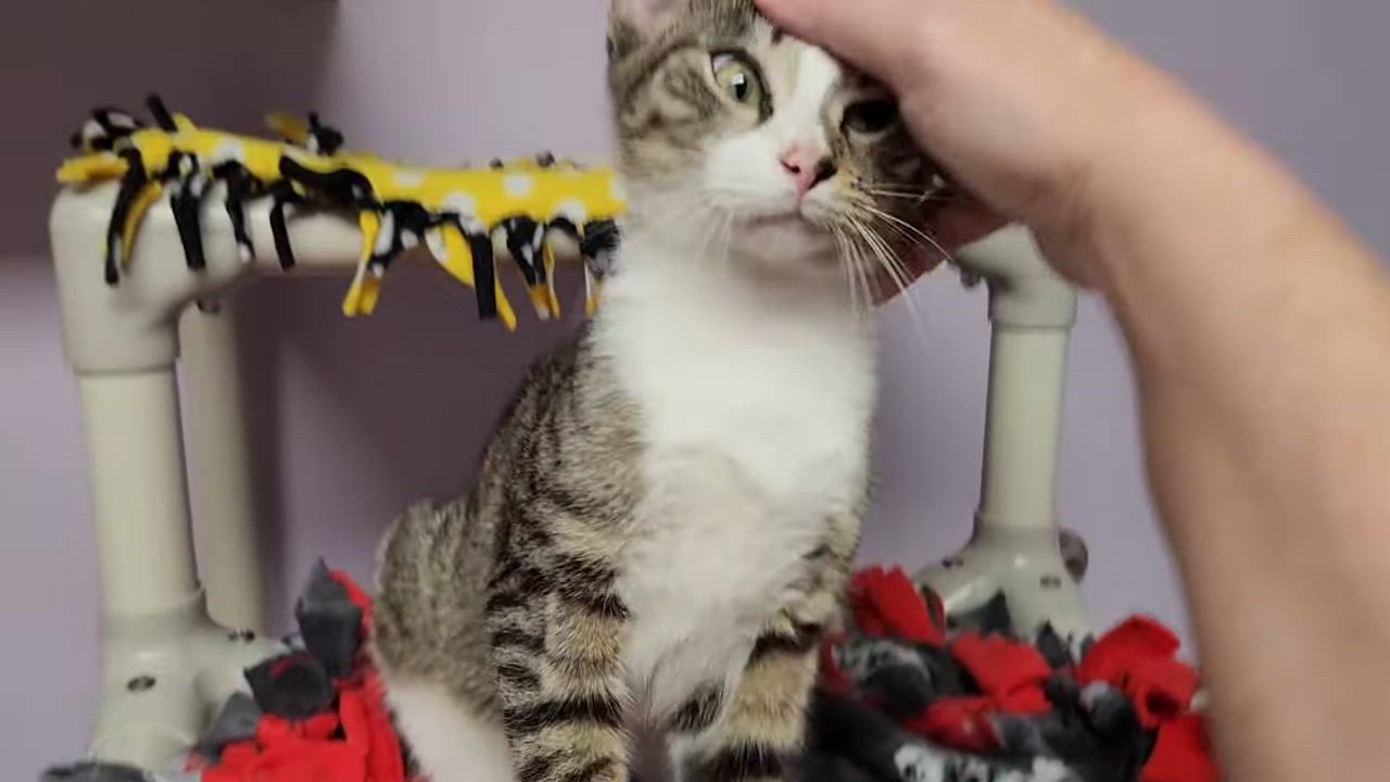 Enlarge Decibel, a Adoptable Domestic Short Hair in Marshfield, WI video 6/6