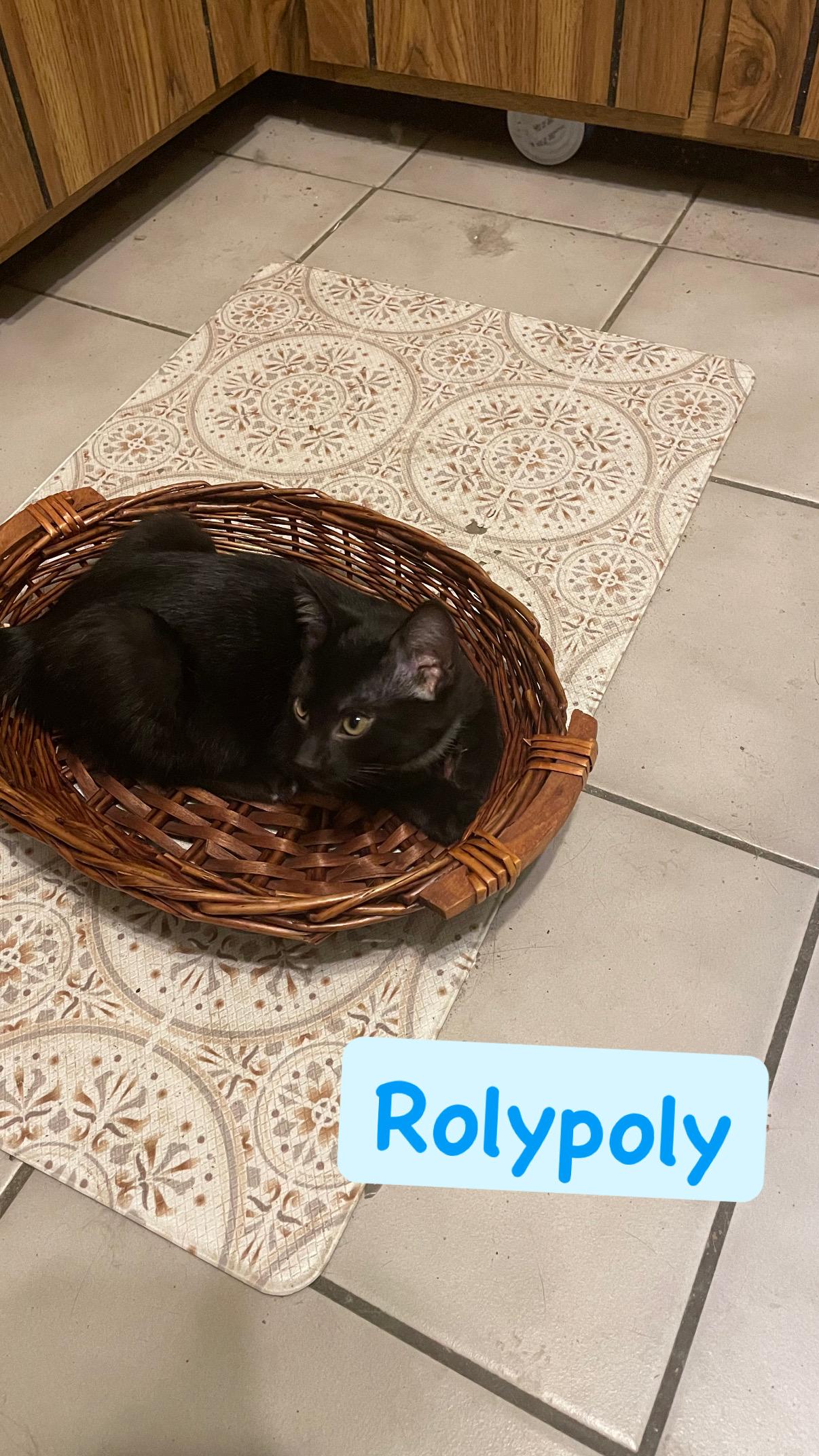 Roly-poly, ADOPTABLE, Kitten Male Domestic Short Hair.