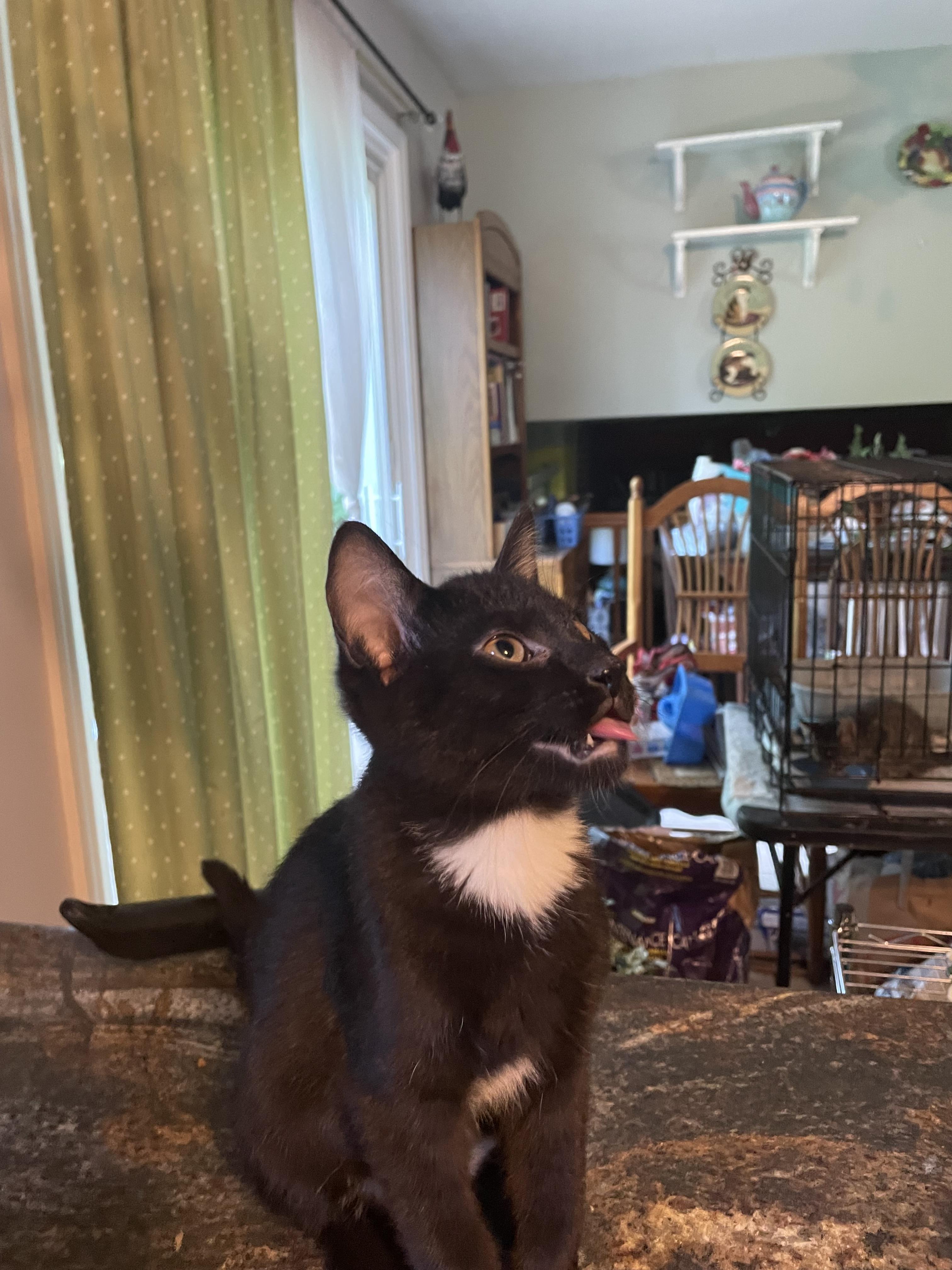 Enlarge Roly-poly, a ADOPTABLE Domestic Short Hair in Crown Point, IN image 2/2