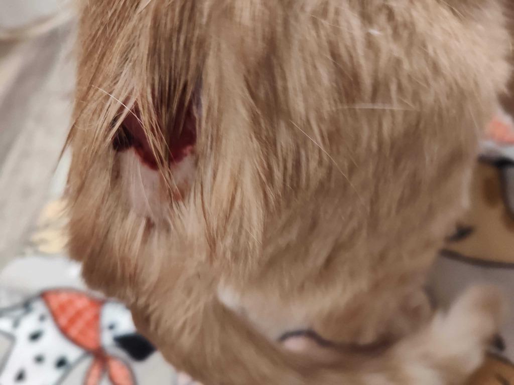 Marmalade, Adoptable, Young Male Domestic Short Hair.