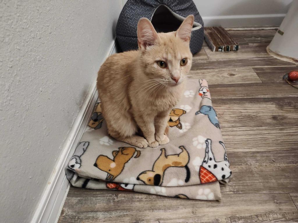 Enlarge Marmalade, a Adoptable mixed breed in Tulsa, OK image 1/6