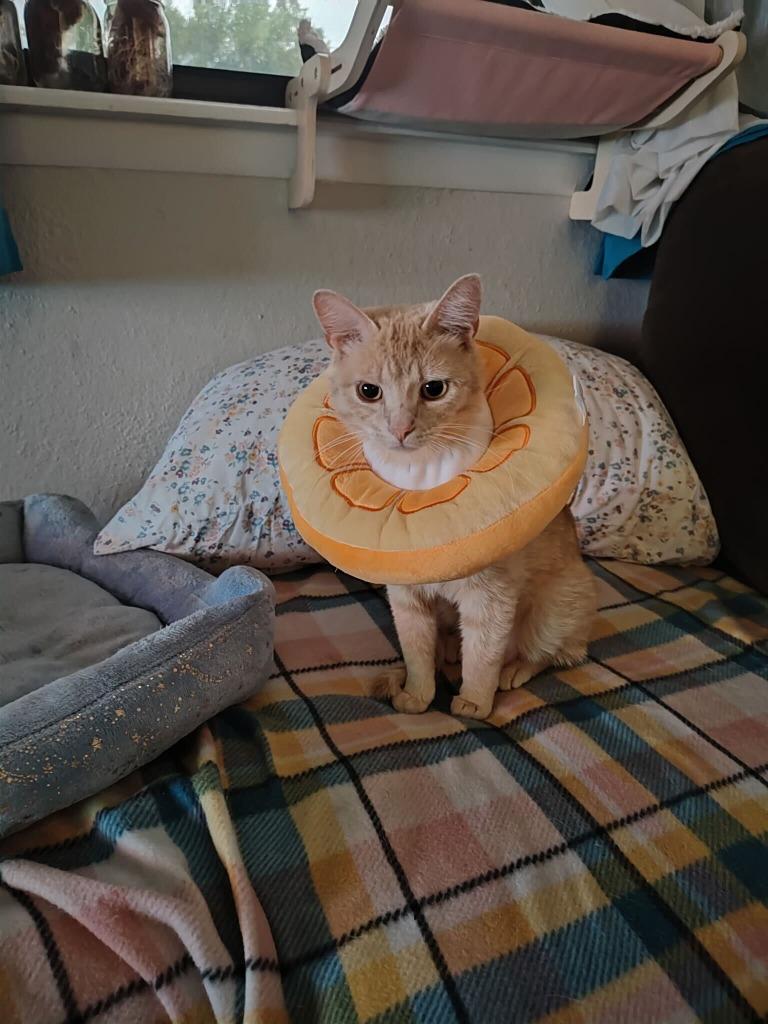 Enlarge Marmalade, a Adoptable mixed breed in Tulsa, OK image 1/6