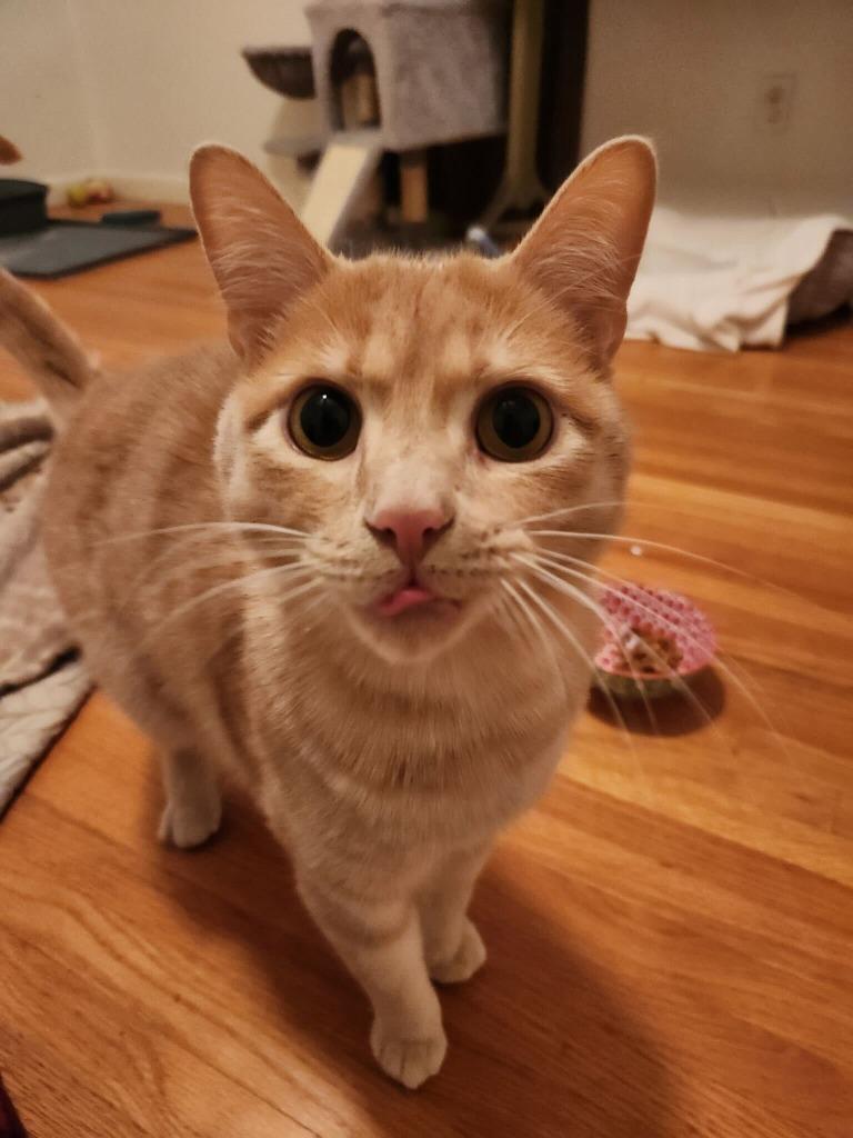 Enlarge Marmalade, a Adoptable mixed breed in Tulsa, OK image 2/6