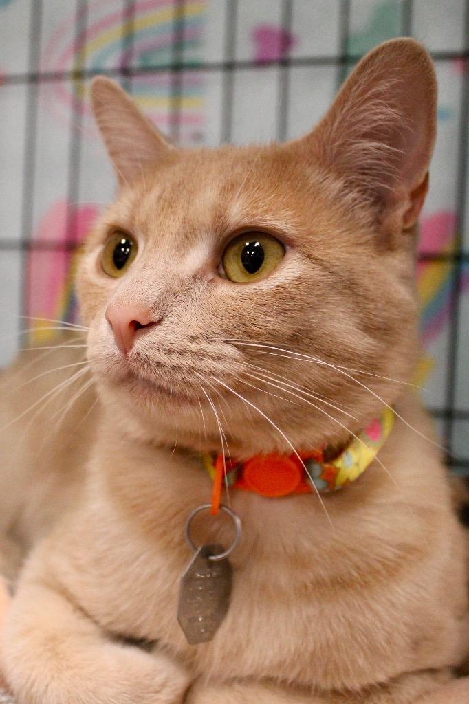 Marmalade, a Adoptable mixed breed in Tulsa, OK image 3/6