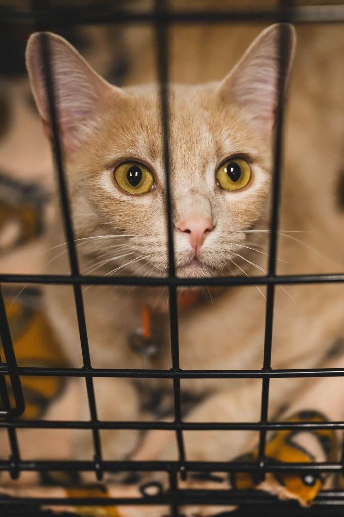 Enlarge Marmalade, a Adoptable mixed breed in Tulsa, OK image 4/6