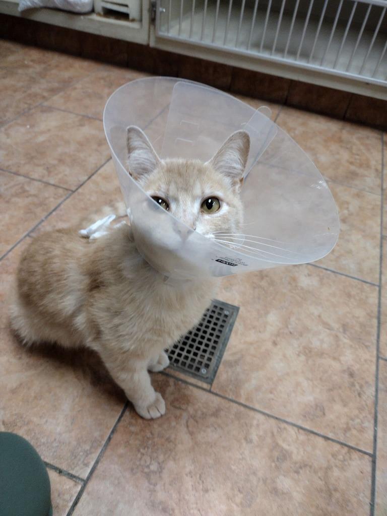 Enlarge Marmalade, a Adoptable mixed breed in Tulsa, OK image 1/6