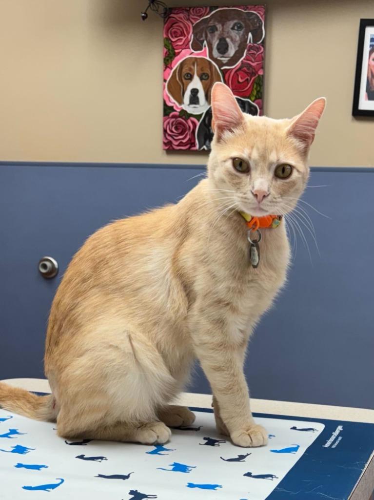 Enlarge Marmalade, a Adoptable mixed breed in Tulsa, OK image 3/6