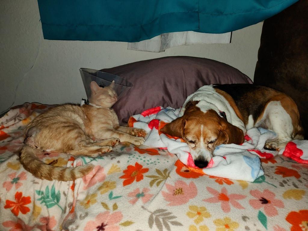 Enlarge Marmalade, a Adoptable mixed breed in Tulsa, OK image 6/6