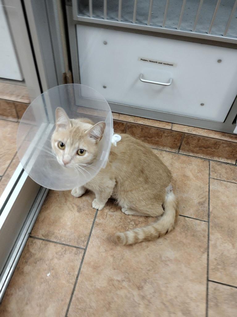 Enlarge Marmalade, a Adoptable mixed breed in Tulsa, OK image 6/6