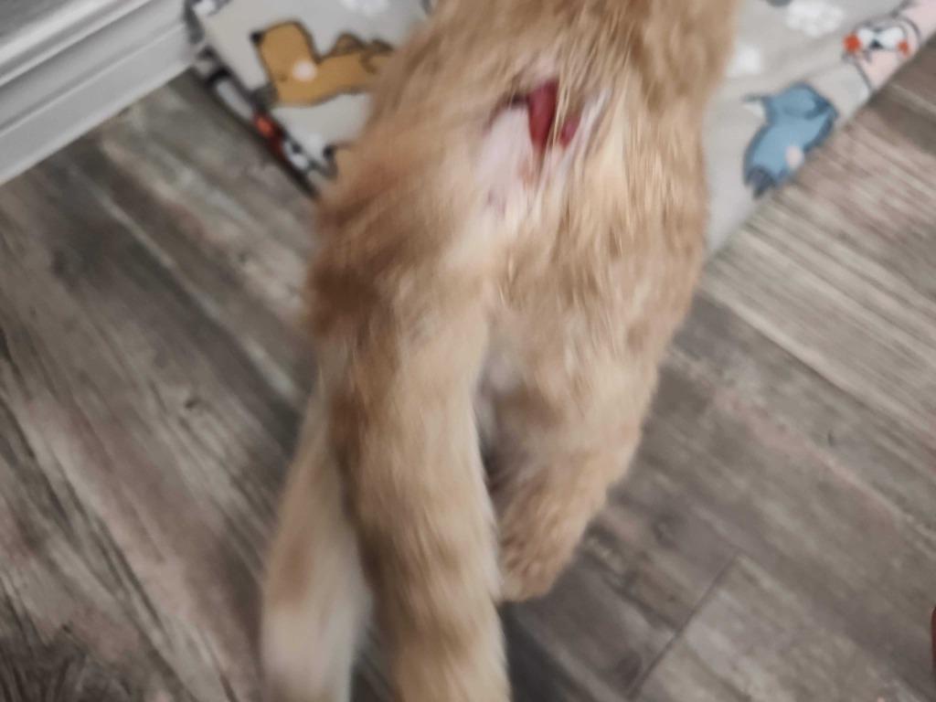 Marmalade, a Adoptable mixed breed in Tulsa, OK image 6/6