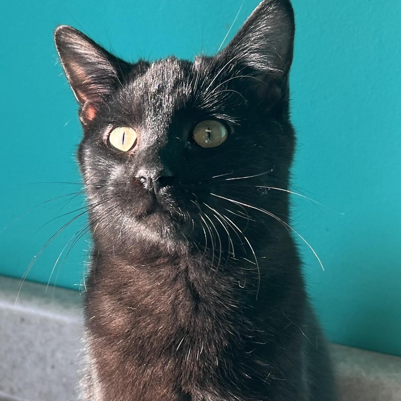 Enlarge Edris, an adoptable Domestic Short Hair in Brookings, SD image 1/2