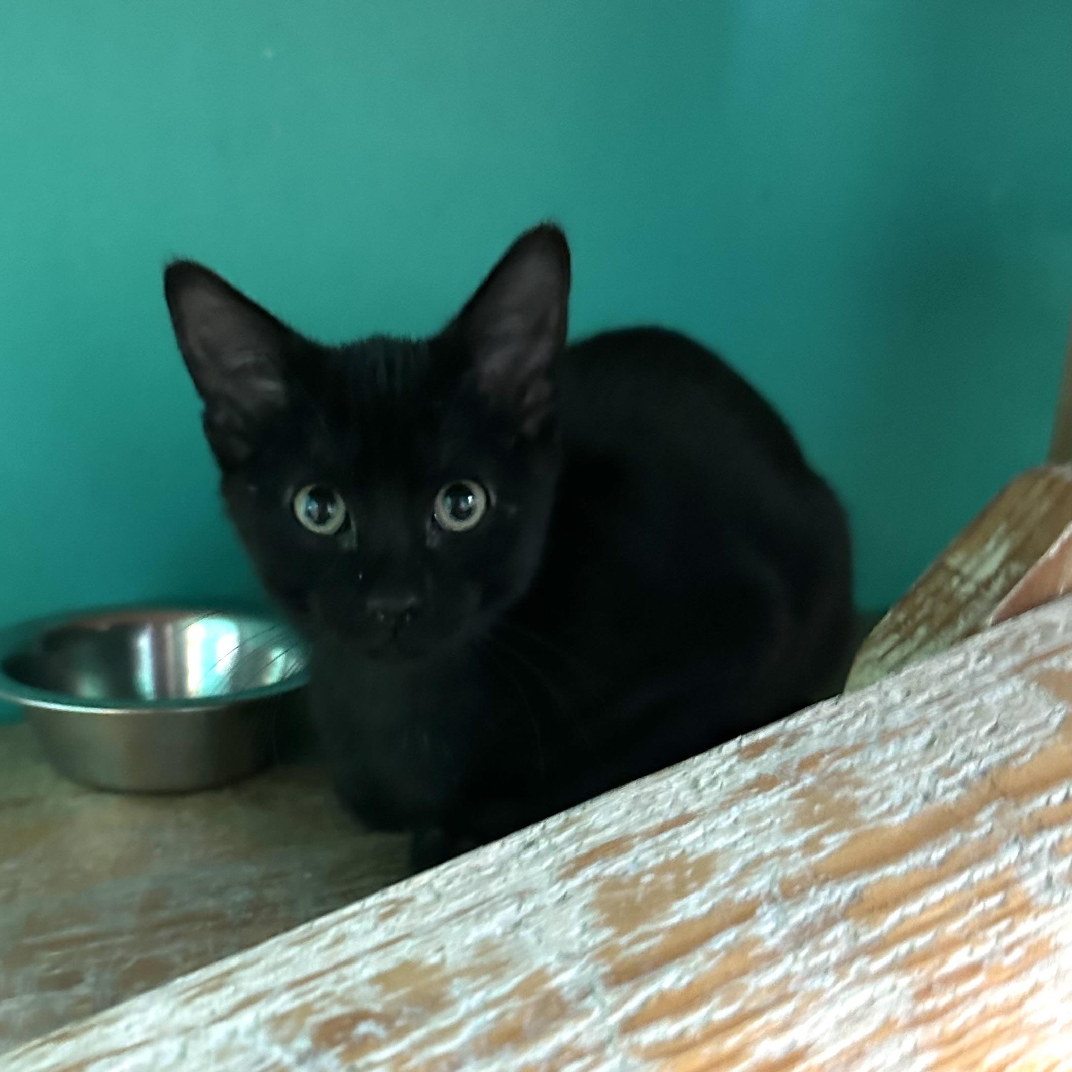 Edris, adoptable, Young Male Domestic Short Hair.