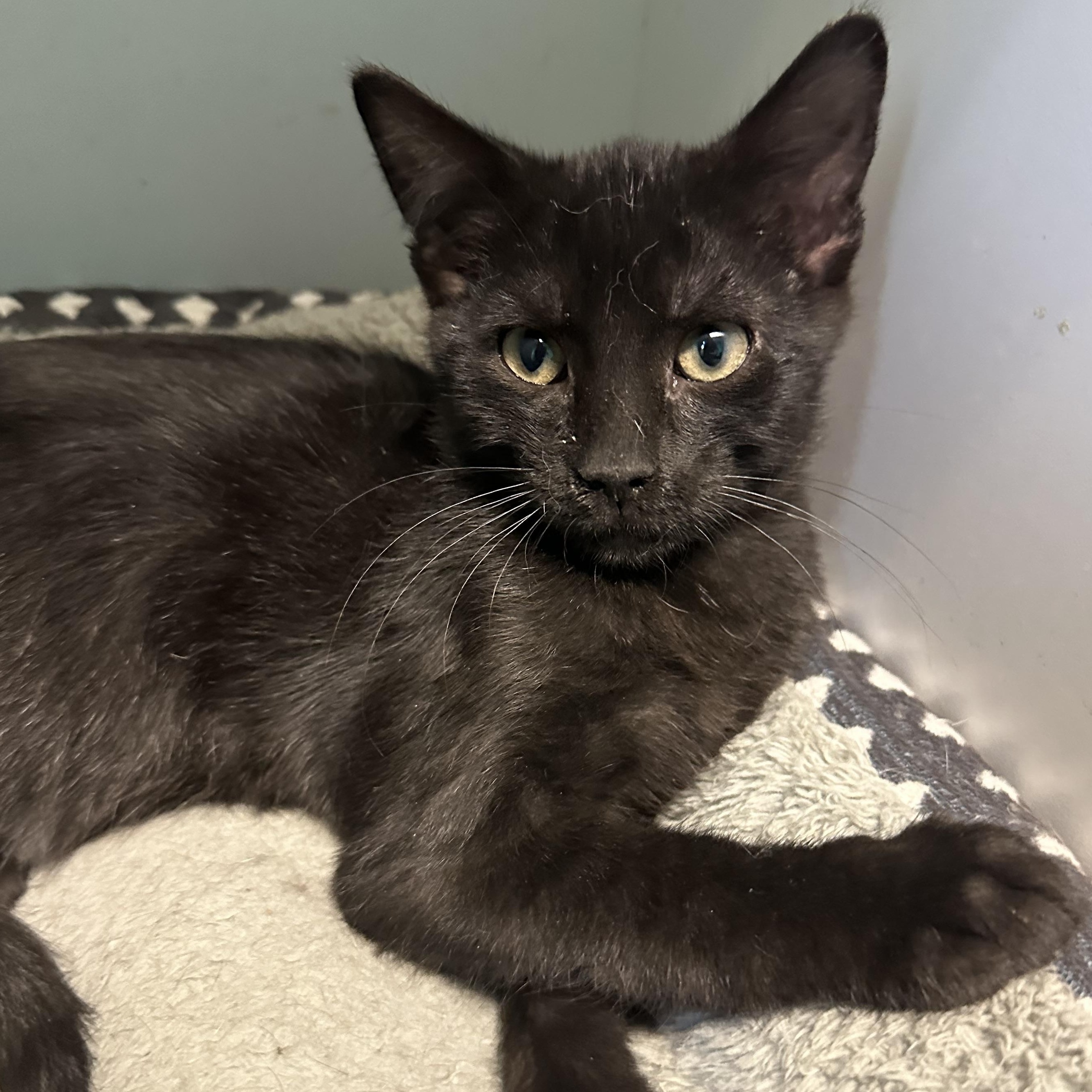 Edris, an adoptable Domestic Short Hair in Brookings, SD image 2/2