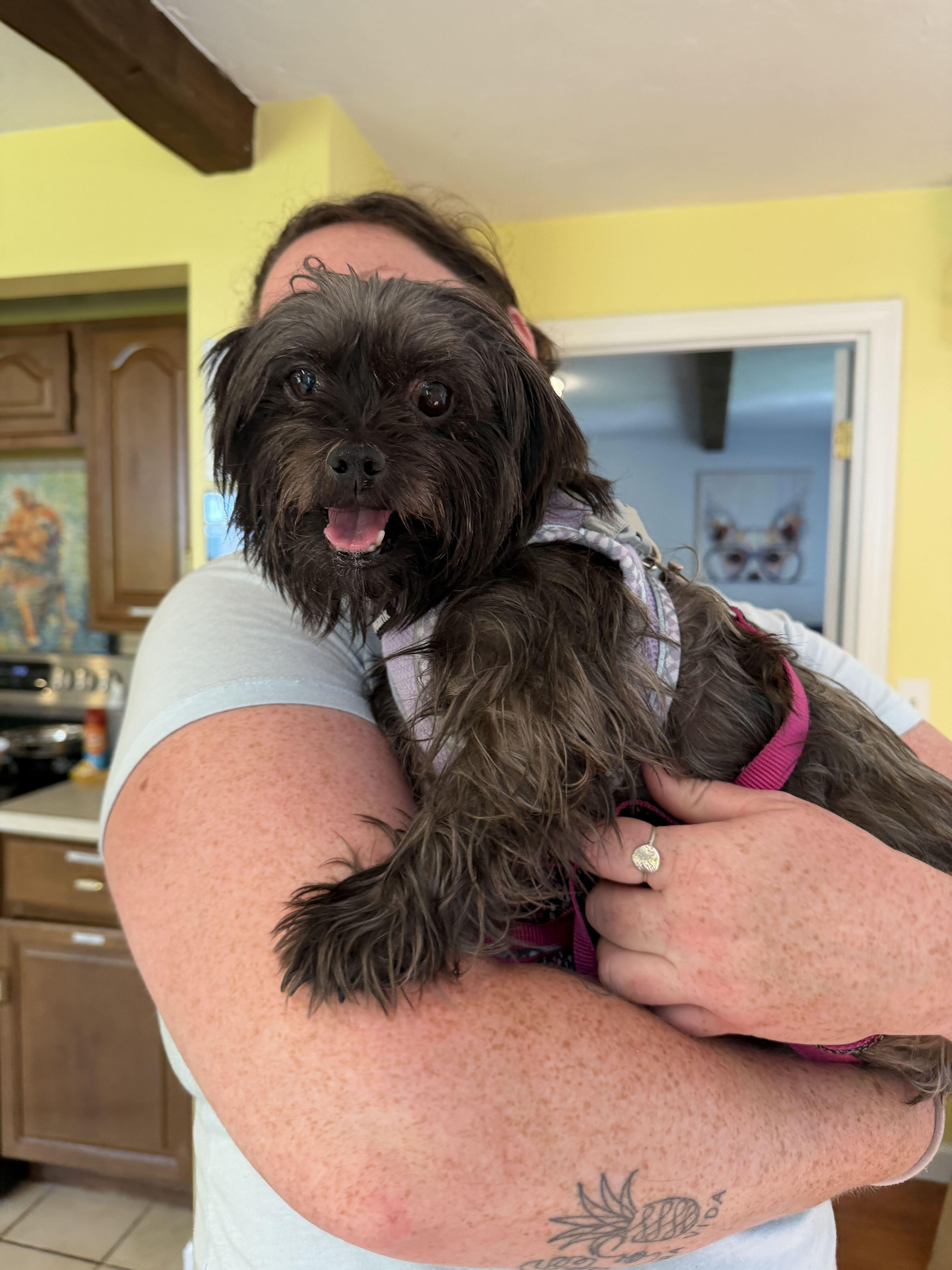 Filena, a ADOPTABLE mixed breed in Uxbridge, MA image 1/2