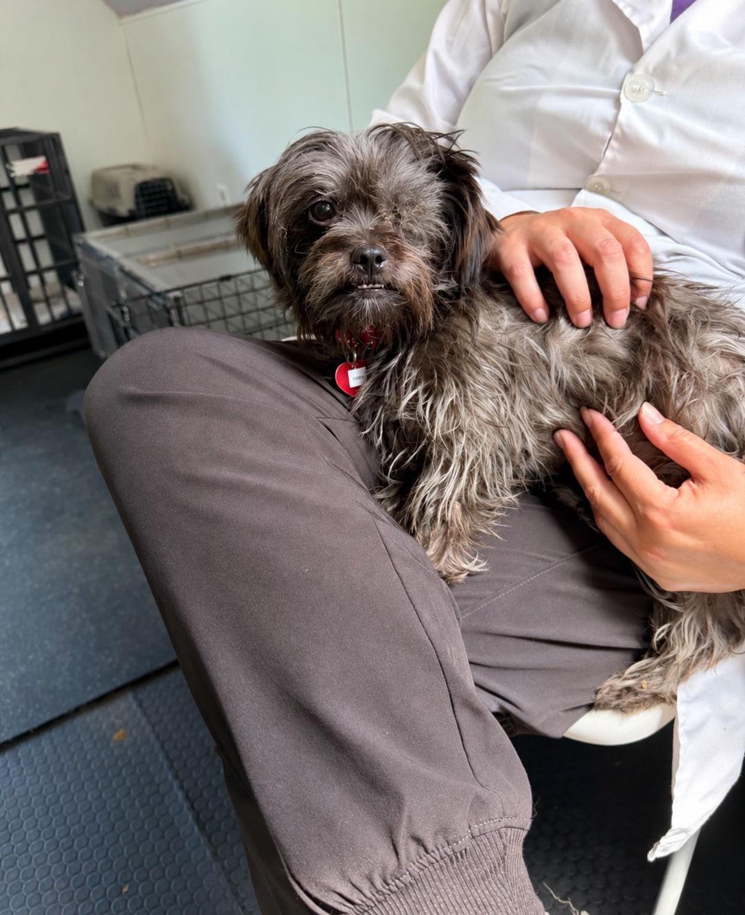 Filena, a ADOPTABLE mixed breed in Uxbridge, MA image 2/2