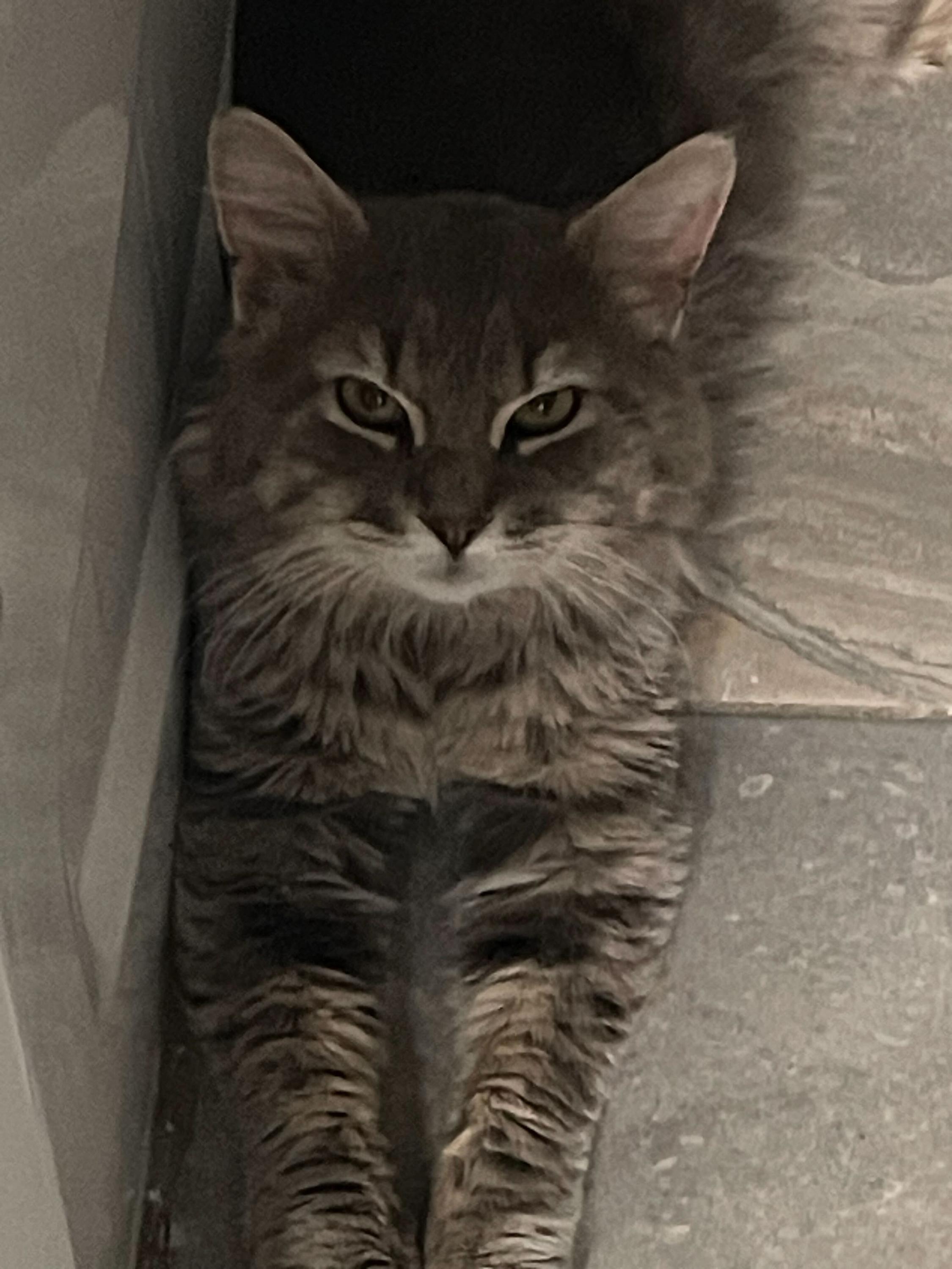 Kumo, Adoptable, Adult Male Domestic Medium Hair.