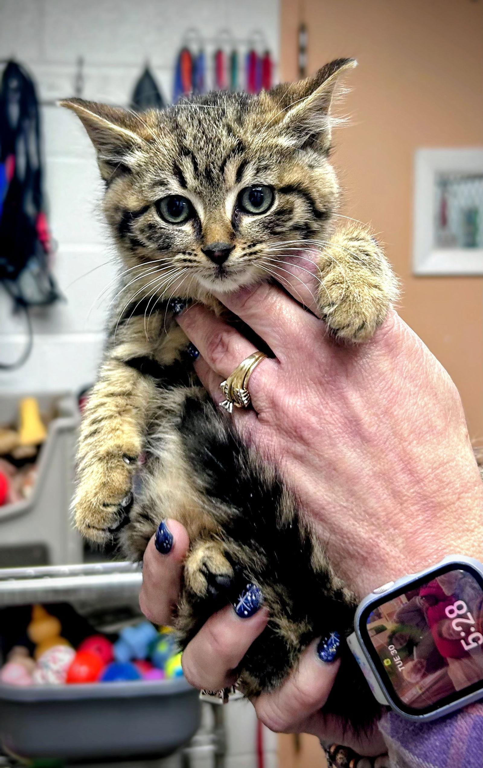 Enlarge Champagne (Foster Animal), a Adoptable Domestic Medium Hair in Sanford, NC image 1/1