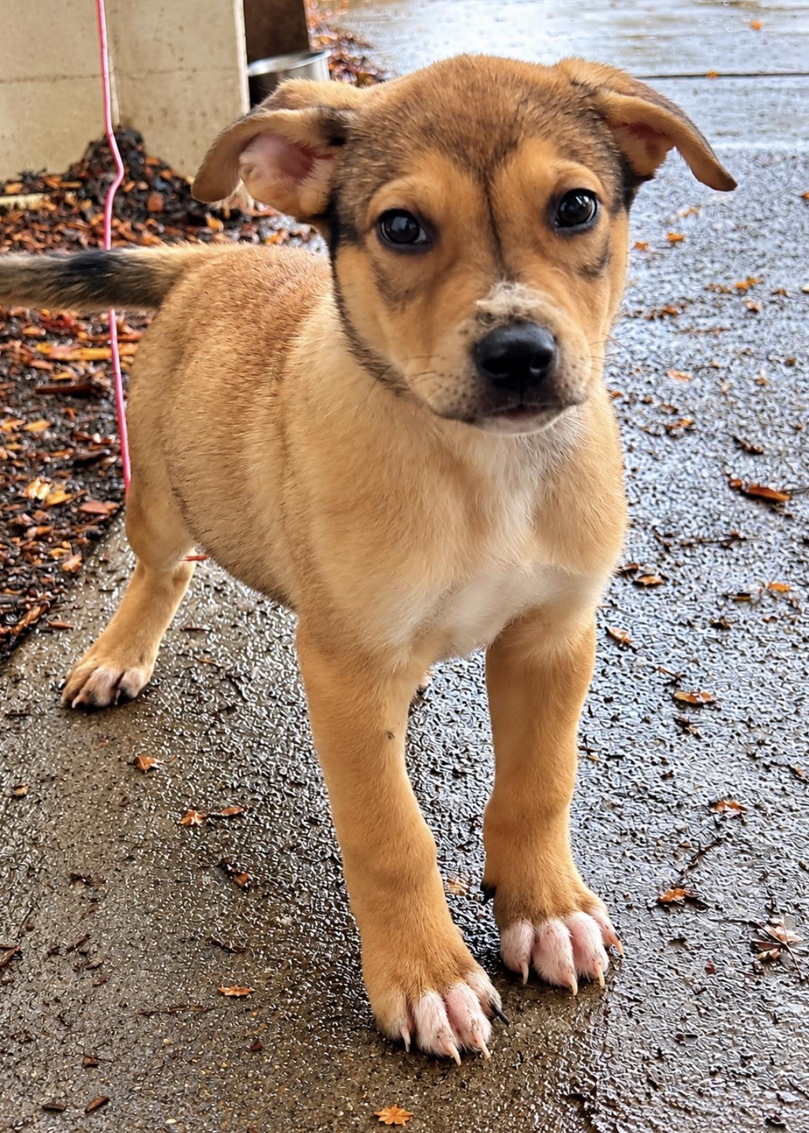 Enlarge Cooper, a Adoptable mixed breed in Tigard, OR image 4/4