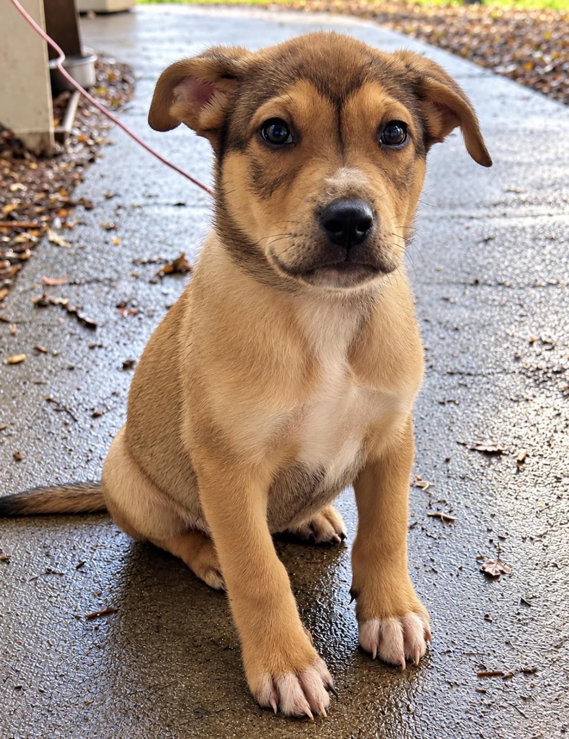 Cooper, Adoptable, Young Male Pit Bull Terrier.