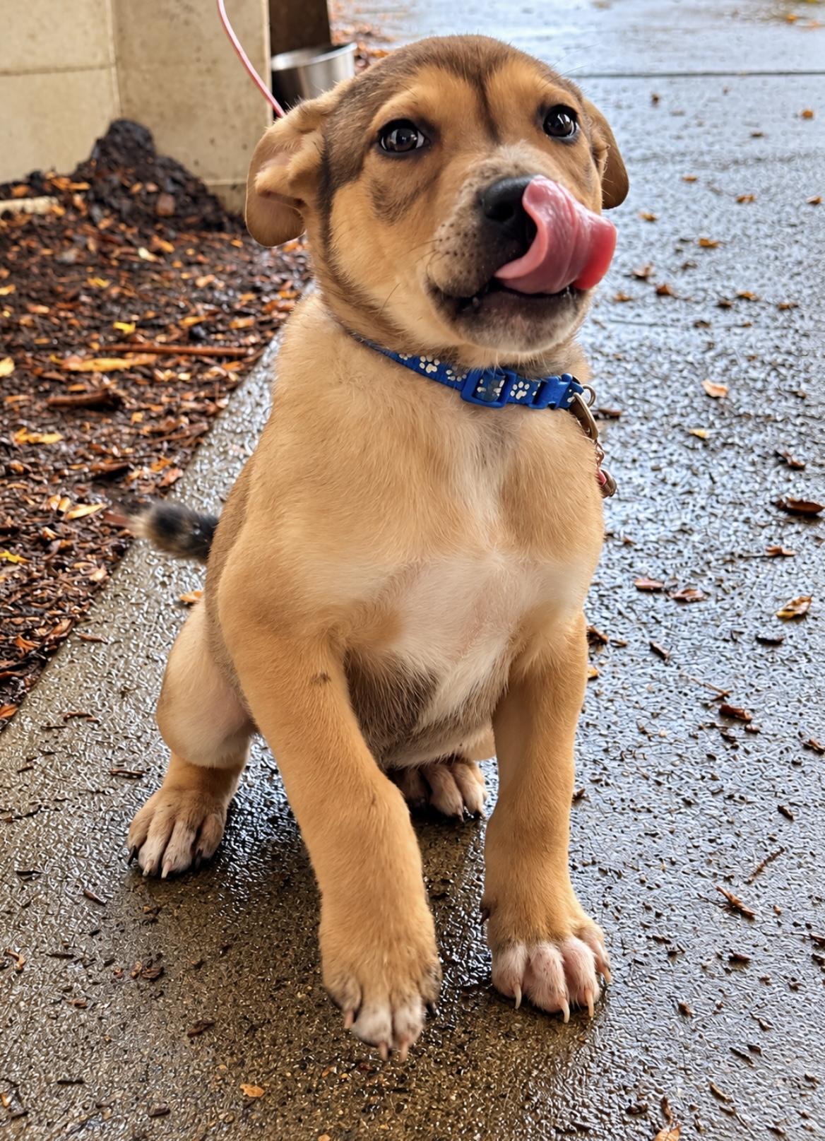 Enlarge Cooper, a Adoptable mixed breed in Tigard, OR image 3/4