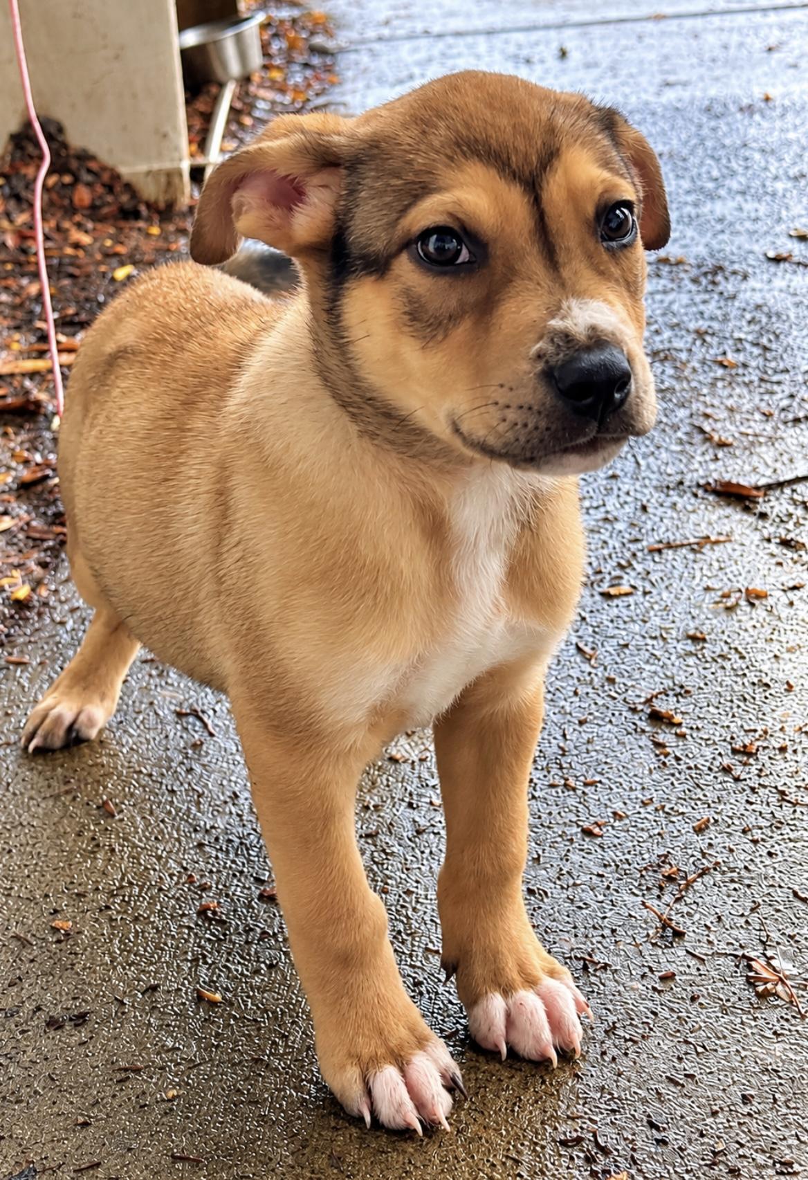 Enlarge Cooper, a Adoptable mixed breed in Tigard, OR image 2/4