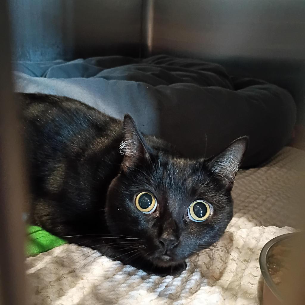 Enlarge Dusk, a Adoptable mixed breed in Ashland, WI image 1/1