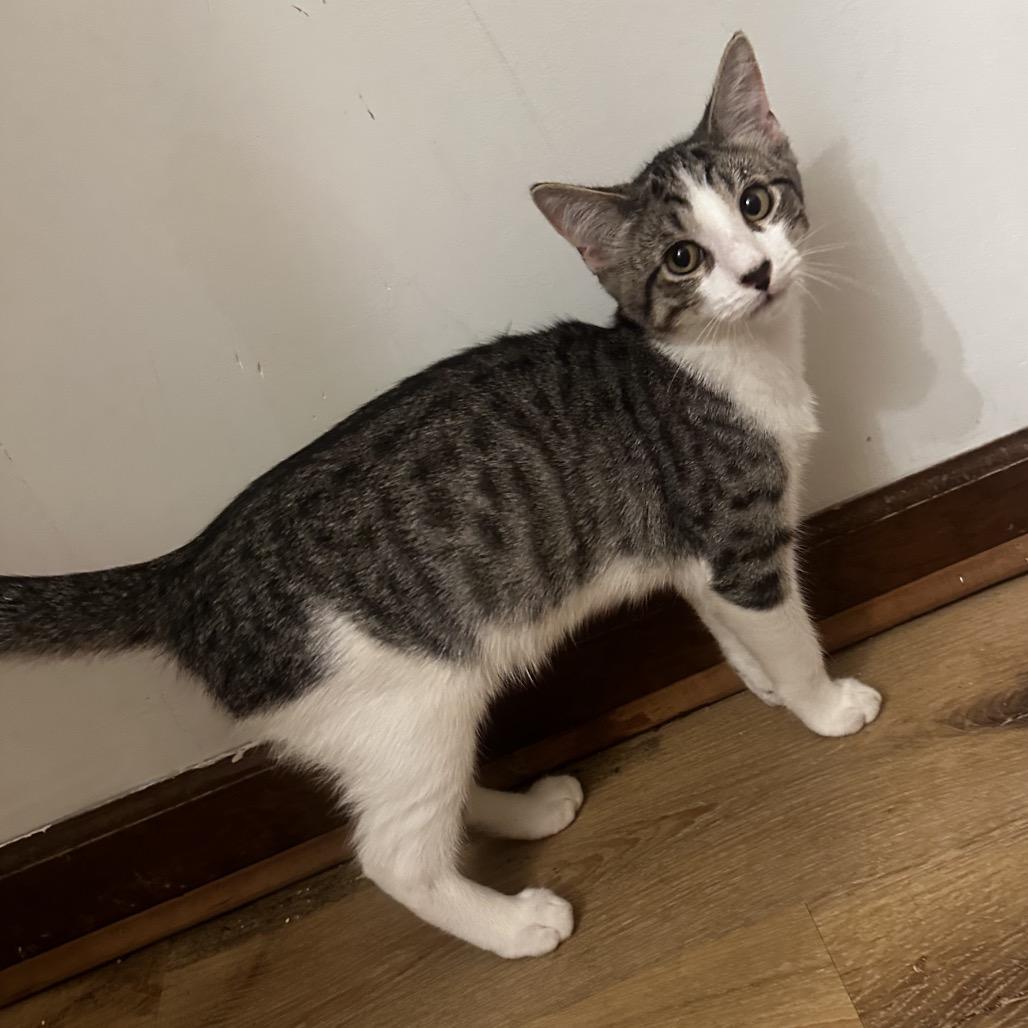 Enlarge Christobal Bacardi GHA1_2, a Adoptable Domestic Short Hair in Columbia, MO image 2/5