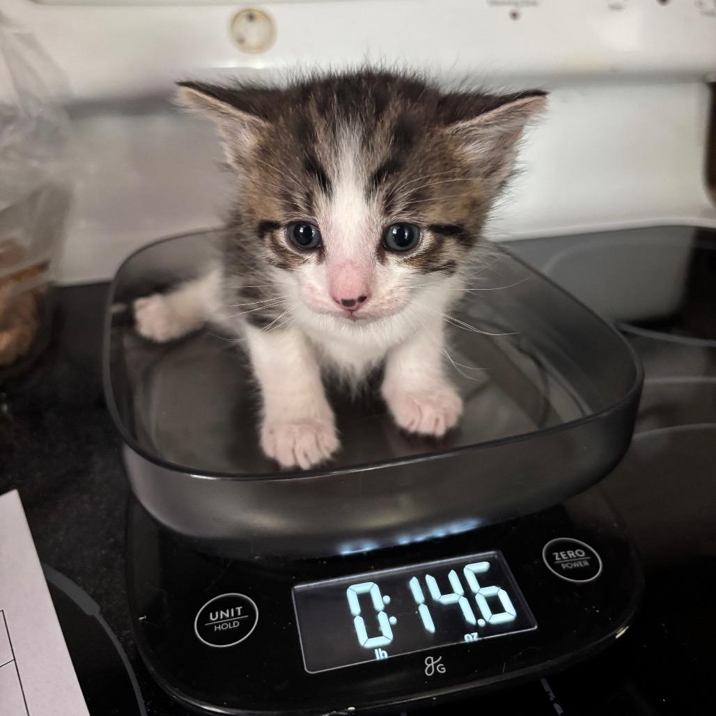 Enlarge Christobal Bacardi GHA1_2, a Adoptable Domestic Short Hair in Columbia, MO image 3/5
