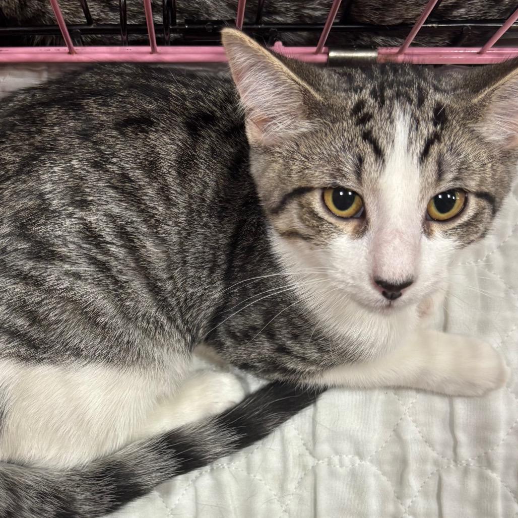 Enlarge Christobal Bacardi GHA1_2, a Adoptable Domestic Short Hair in Columbia, MO image 4/5