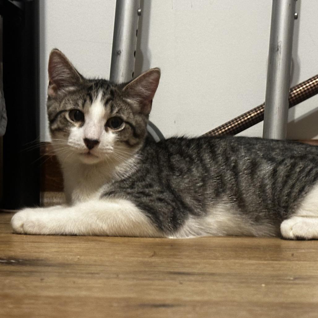 Enlarge Christobal Bacardi GHA1_2, a Adoptable Domestic Short Hair in Columbia, MO image 1/5