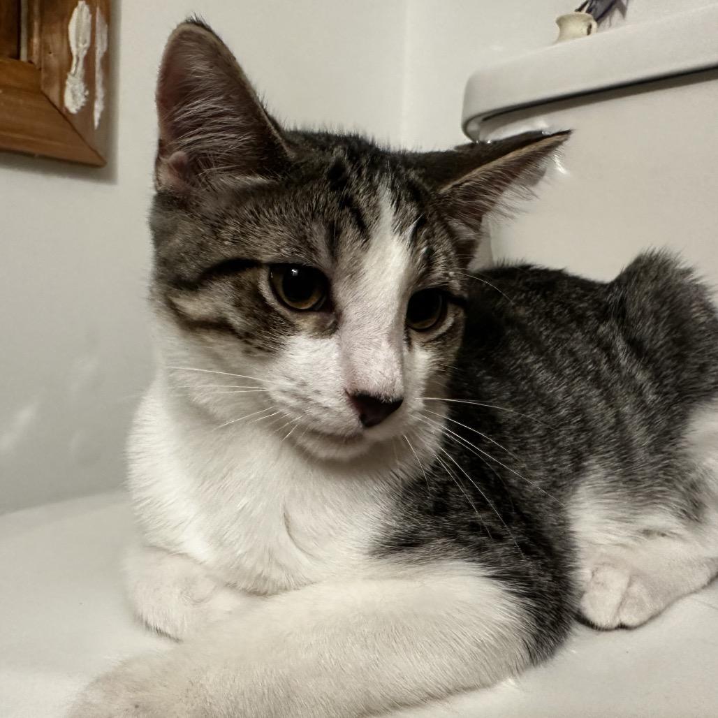 Enlarge Christobal Bacardi GHA1_2, a Adoptable Domestic Short Hair in Columbia, MO image 5/5
