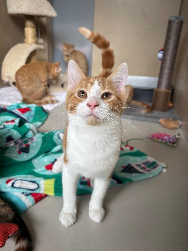 Ellington, Adoptable, Kitten Male Domestic Short Hair.