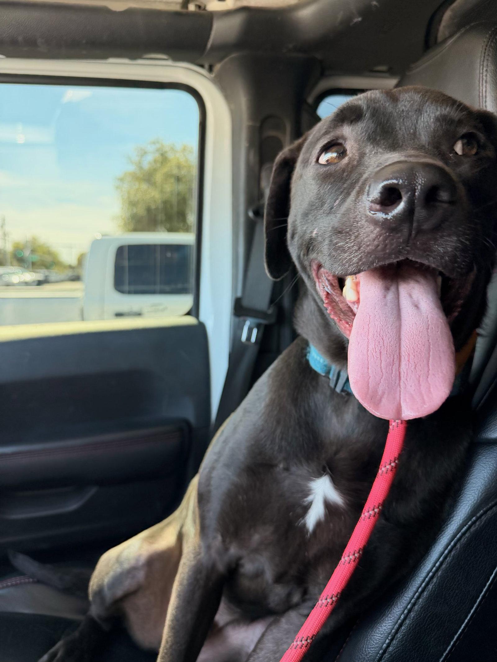 Enlarge Colby, a Adoptable Labrador Retriever in Sparks, NV image 2/3