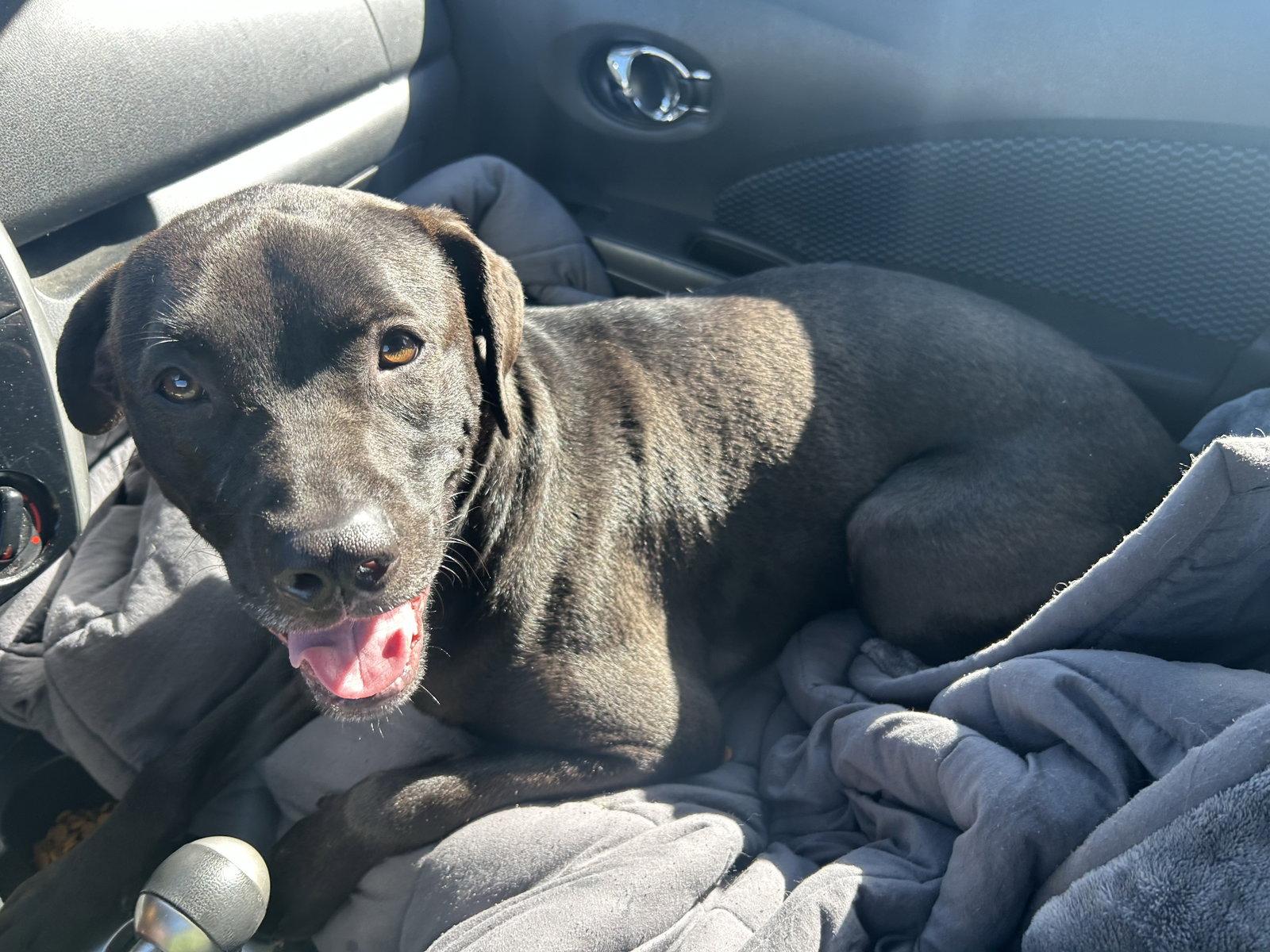 Enlarge Colby, a Adoptable Labrador Retriever in Sparks, NV image 3/3