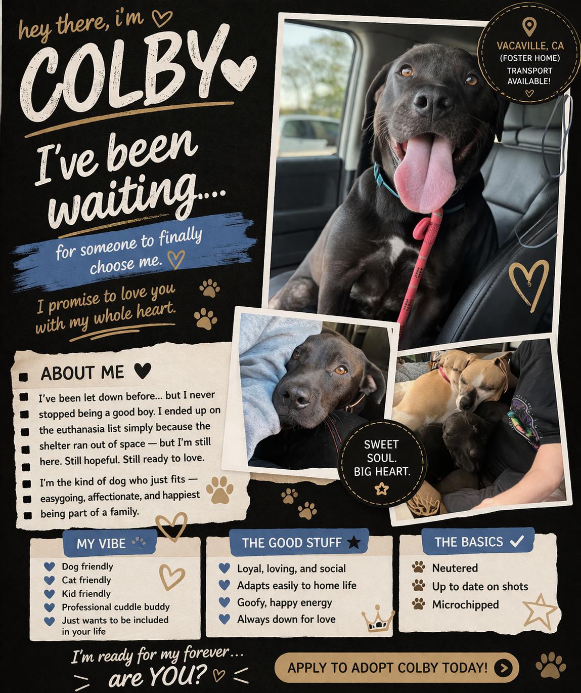 Colby, Adoptable, Young Male Labrador Retriever.