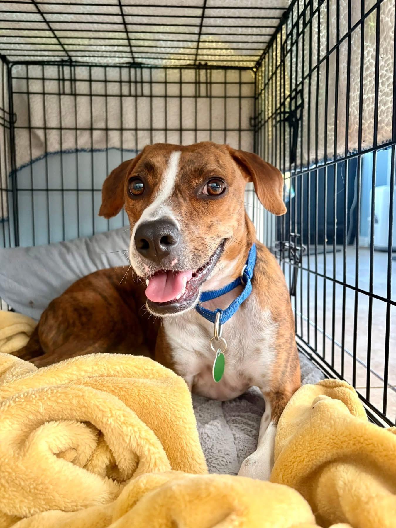 Scrappy, a ADOPTABLE mixed breed in Inverness, FL image 1/5