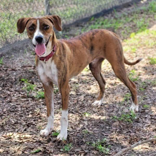 Scrappy, ADOPTABLE, Young Male Hound.