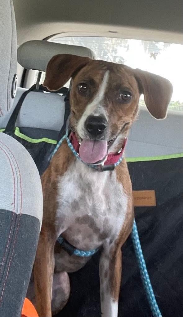 Scrappy, a ADOPTABLE mixed breed in Inverness, FL image 3/5