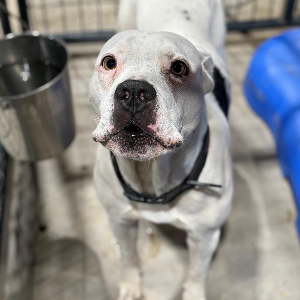 Steele, Adoptable, Adult Male Pit Bull Terrier.