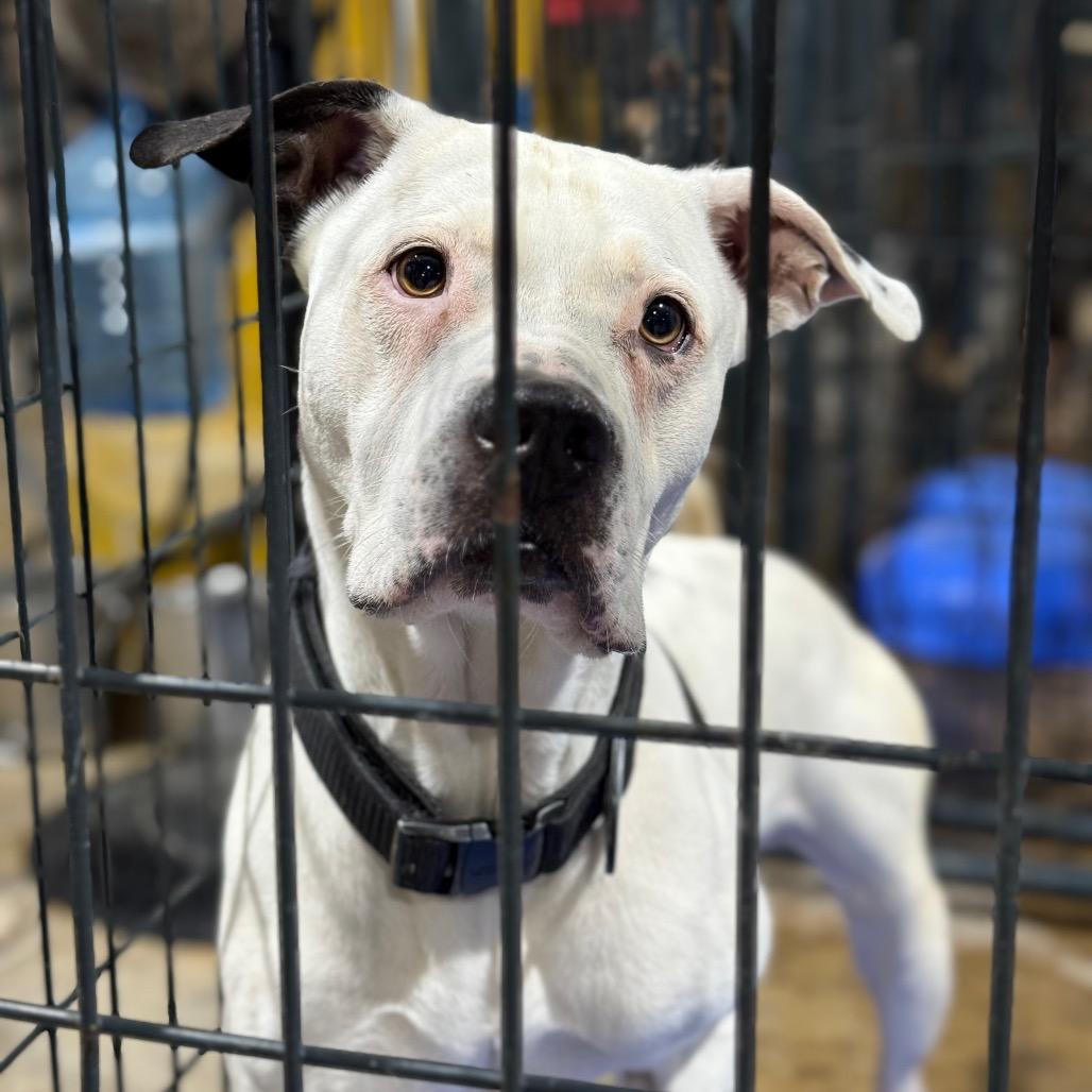 Steele, Adoptable, Adult Male Pit Bull Terrier.