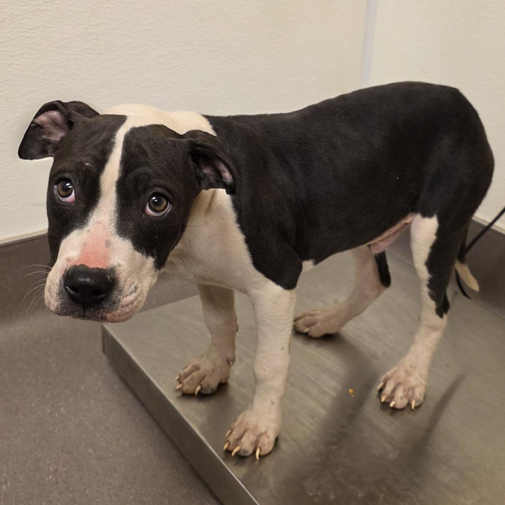 Enlarge Crosby, a Adoptable Pit Bull Terrier in Norman, OK image 1/1