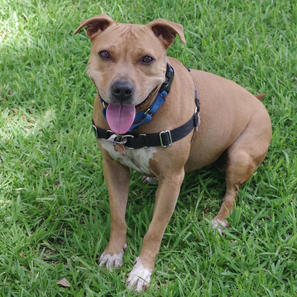 Enlarge Zo, a Adoptable mixed breed in Miami, FL image 1/6