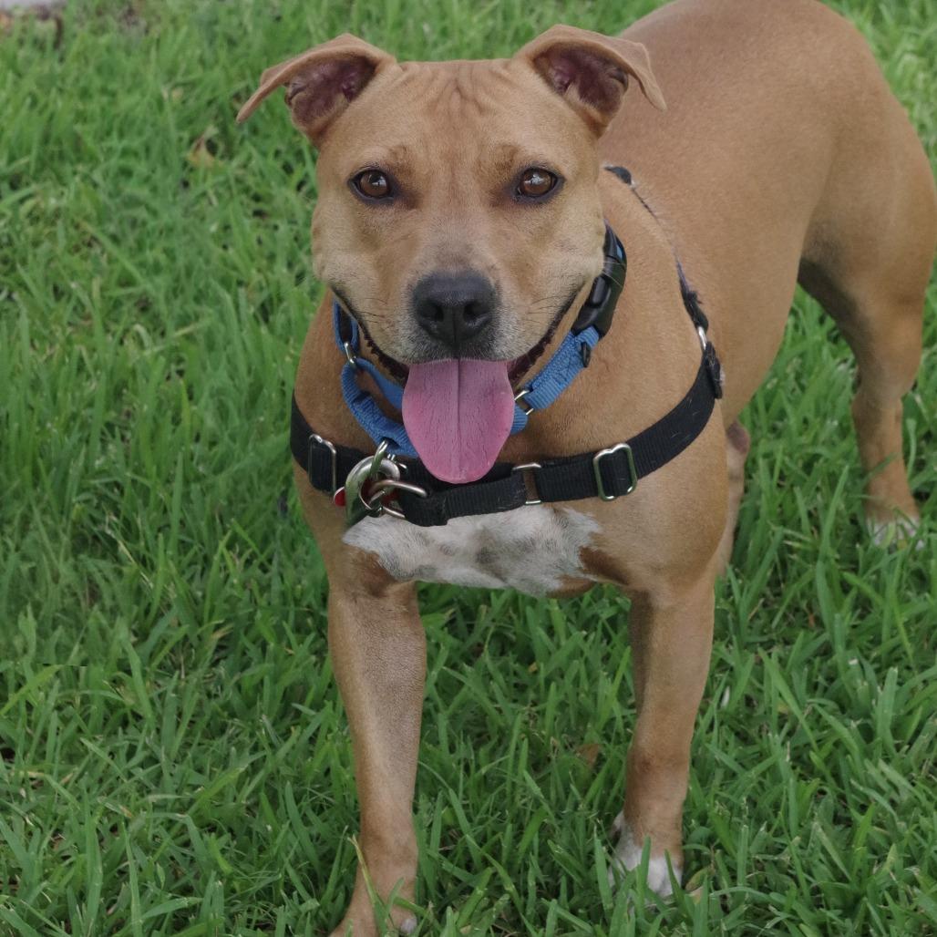 Enlarge Zo, a Adoptable mixed breed in Miami, FL image 2/6