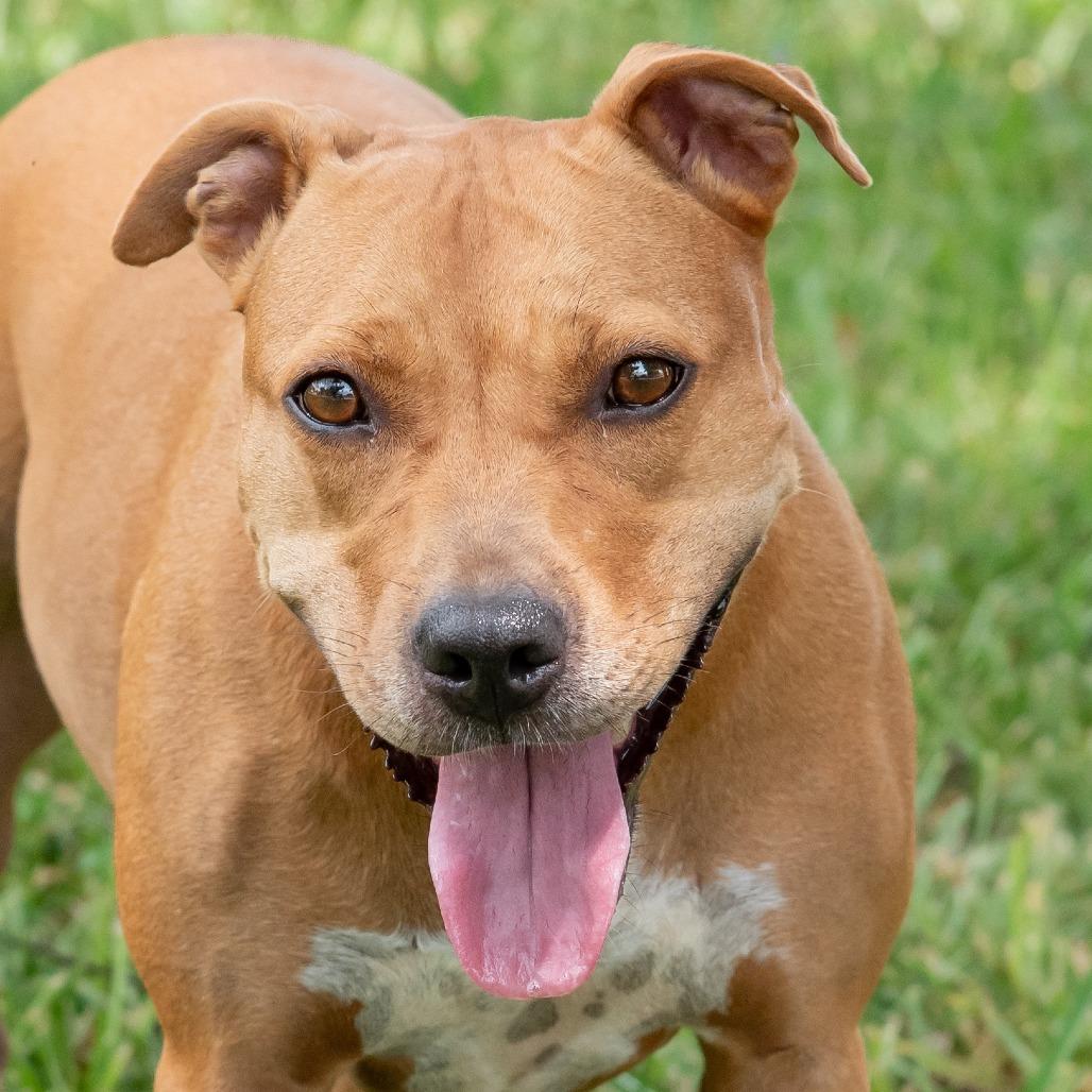 Enlarge Zo, a Adoptable mixed breed in Miami, FL image 3/6