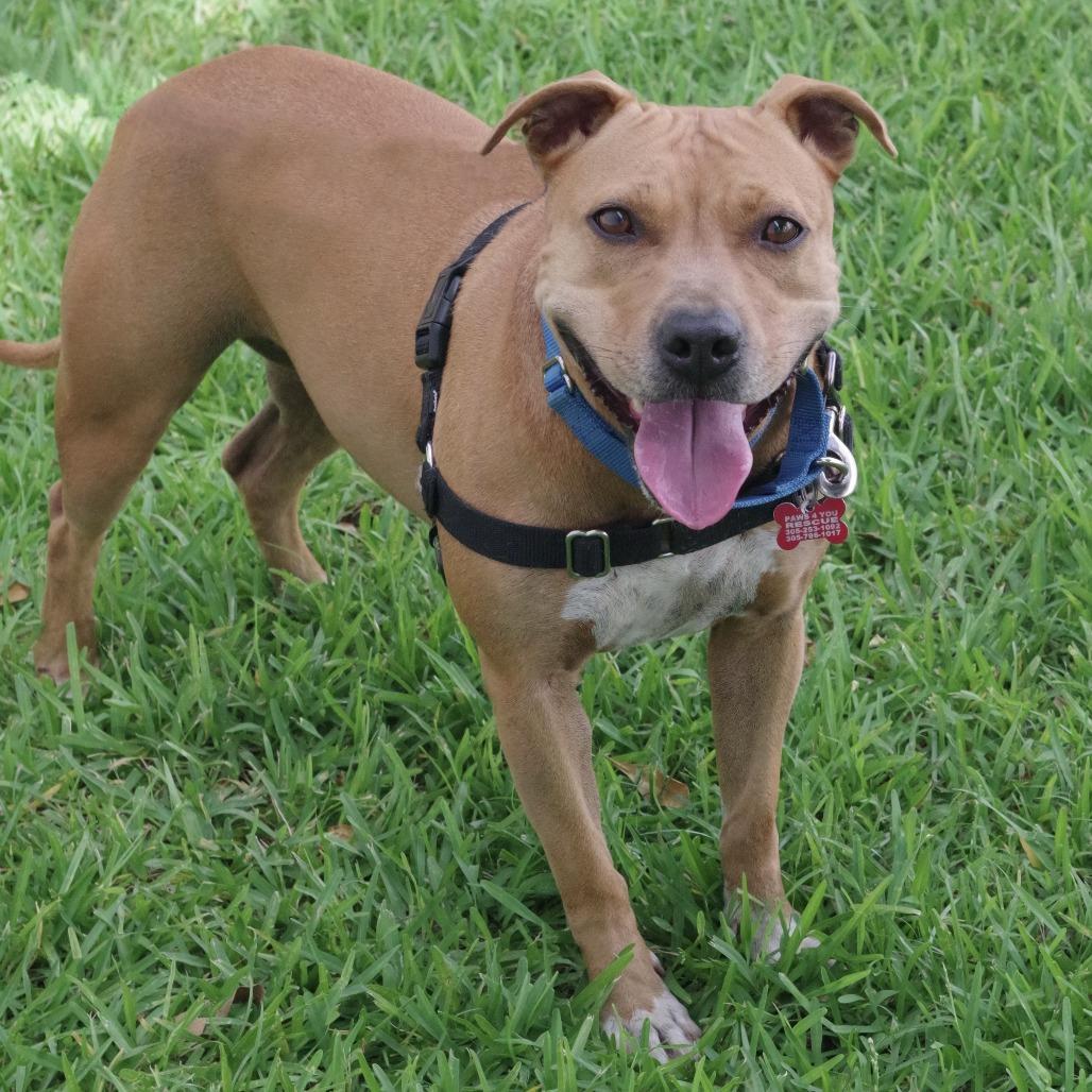Enlarge Zo, a Adoptable mixed breed in Miami, FL image 4/6
