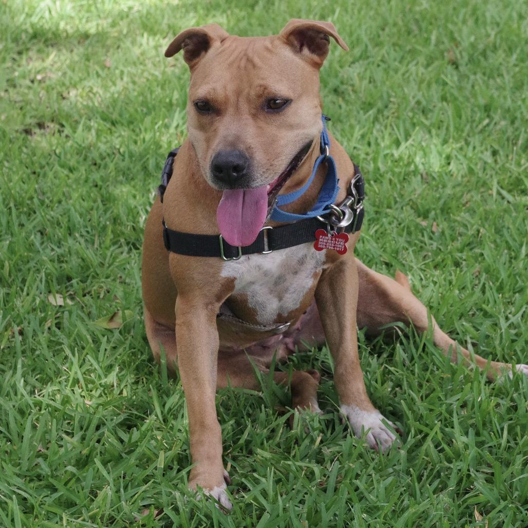 Enlarge Zo, a Adoptable mixed breed in Miami, FL image 5/6